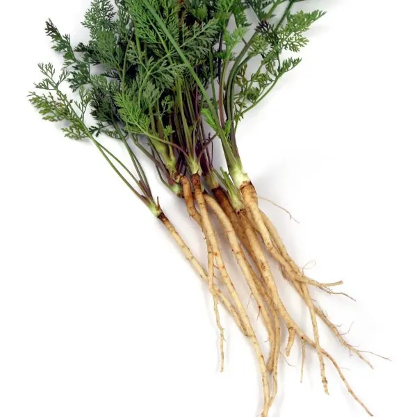 Ingredienti Selvatici vs Ingredienti coltivati