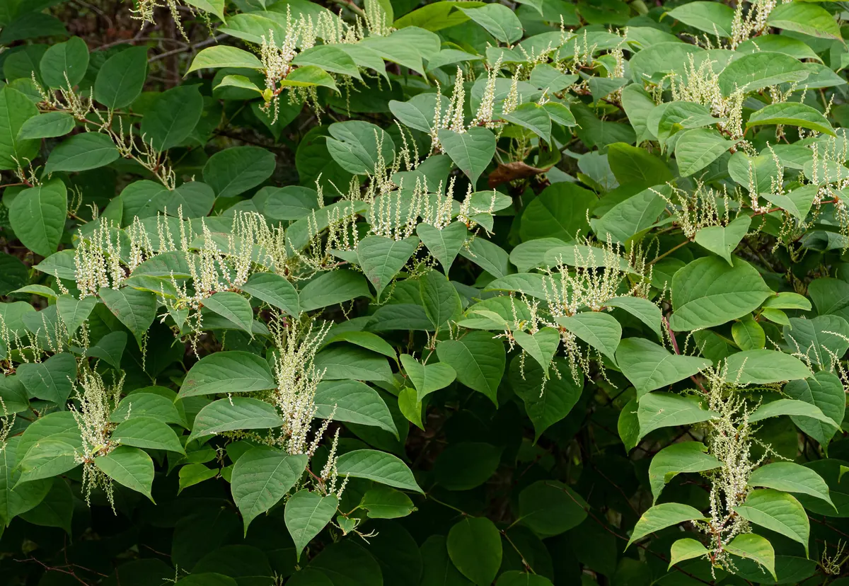 Specie selvatiche invasive: dalla black list delle regioni ai nostri piatti di alta cucina.